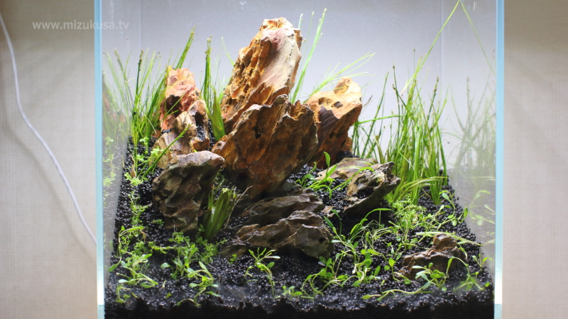 植栽完了　STEP5.水草の植栽